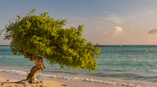 carte ed-card viaje aruba