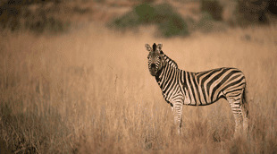 Kenya eTA en ligne