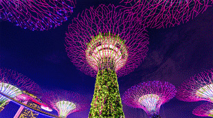 SG Arrival Card pour Singapour